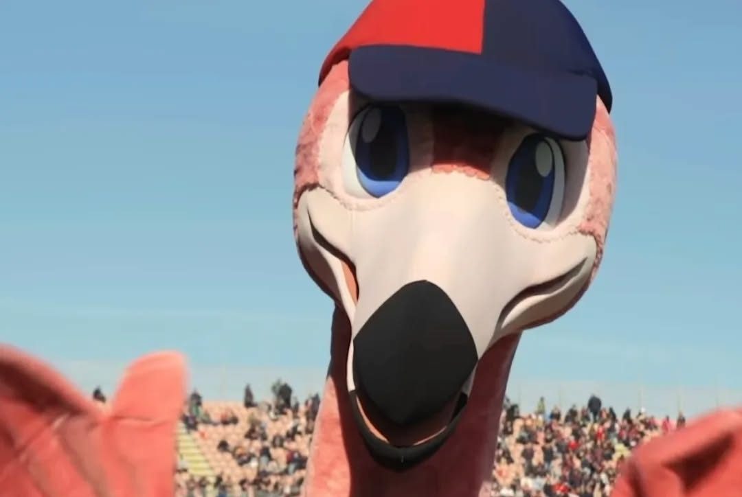 Mistero social a Cagliari: è scomparsa Pully, la celebre mascotte dei sardi